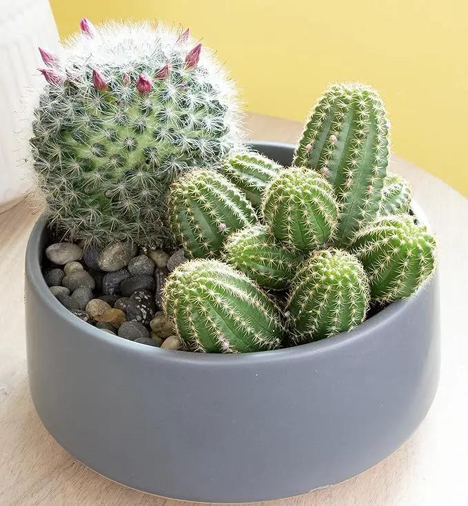 Altman Plants, Assorted Cactus Plants Live Plants (3PK), Cactus Plant Live Succulents Plants Live Cactus Decor, Indoor Plants Live House Plants in Cactus Soil, Live Cacti Plants Live Succulent Plants by GreenHaven Gardens