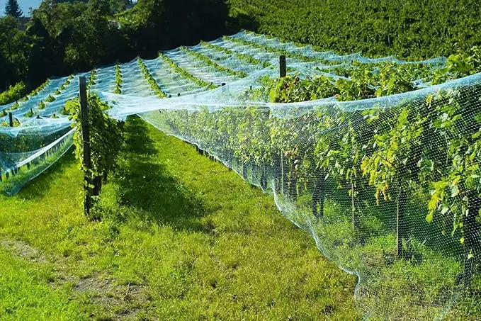 CandyHome 13Ft x 33Ft Anti Bird Protection Mesh Garden Netting Seedlings Plants Flowers Fruit Trees Vegetables from Rodents Deer Reusable Fencing, Green by GreenHaven Gardens
