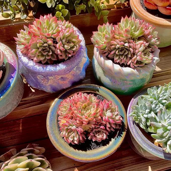 FWPP Live Succulent Echeveria Mebina Variegata,3.5 Inches Mini Succulents Plants Live,Bare Root Without Pot Soil,Clustered Live Plants,House Plants for Gift Party Wedding Garden Baby Shower DIY Decor by GreenHaven Gardens