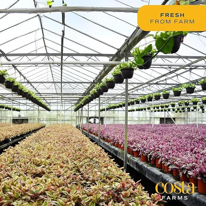 Costa Farms Money Tree, Large, Live Indoor Plant, Easy to Grow Pachira House Plant Gift, Home Décor, 3-4 Feet Tall in Nursery Pot by GreenHaven Gardens