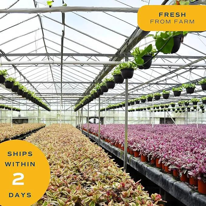 Costa Farms Ponytail Palm Bonsai, Easy to Grow Live Indoor Plant in Indoors Garden Planter Pot, Air Purifying Houseplant, Housewarming, Birthday Gift, Office, Home, and Room Décor, 1 Foot Tall by GreenHaven Gardens