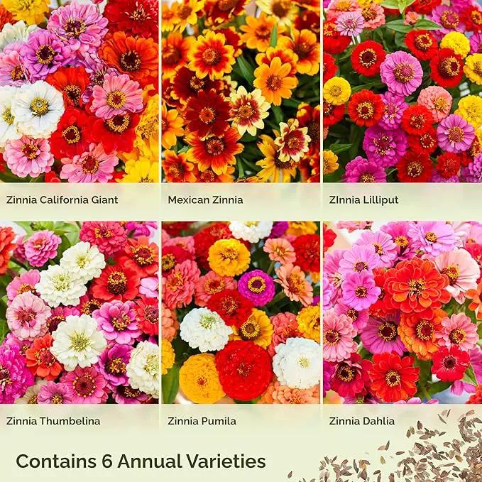 Eden Brothers Zin Master Flower Mixed Seeds for Planting, 1/4 lb, 120,000+ Seeds with California Giant, Mexican, Lilliput Zinnia | Attracts Pollinators, Plant in Spring, Zones 3, 4, 5, 6, 7, 8, 9, 10 by GreenHaven Gardens