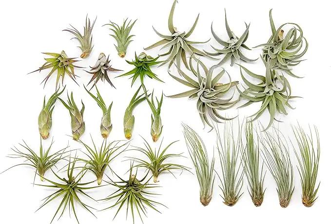 50 Pack of Classic Air Plants Variety - Live Succulent House Plants - Available in Wholesale and Bulk - Home and Garden Decor - Easy Care Indoor/Outdoor Air Plant by GreenHaven Gardens