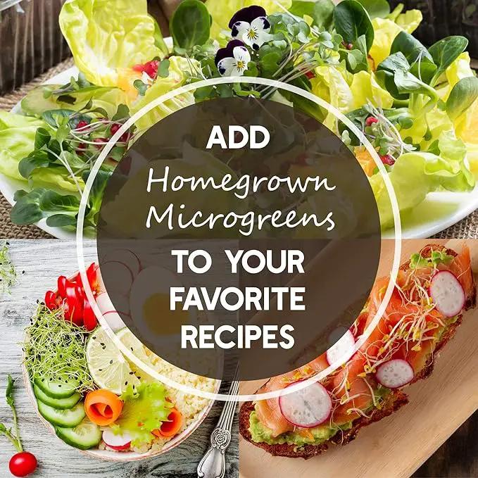 Radish Sprouting Seed - Red Arrow Variety - 4 oz Seed Pouch - Heirloom Radish Sprouts - Non-GMO Sprouting and Micro Greens by GreenHaven Gardens