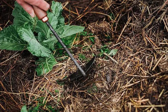 Barebones Triangle Hoe - Stainless Steel Hoe - Japanese Gardening Tools for Weeding, Long Handle and Hand Hoe (Walnut/Black) by GreenHaven Gardens