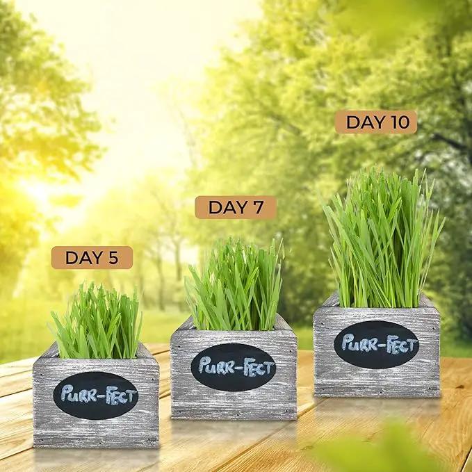 Cat Grass for Indoor Cats Kit – Organic Wheatgrass Seed & Soil, Hairball Remedy in Red Cedar Planter, Gift Box with Bonus Label, Pen & 10% Cat Treats Discount (White) by GreenHaven Gardens