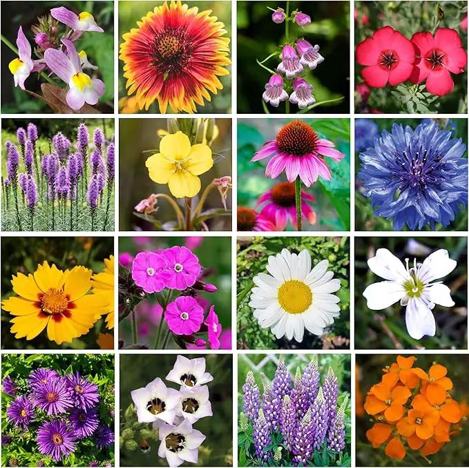 on The Go Regional Wildflower Seed Shaker - Northeast USA Wildflowers - 100% Pure Seed - Organic, Non-GMO - 21 Wildflower Variety Seeds of Annual & Perennial, 8oz by GreenHaven Gardens