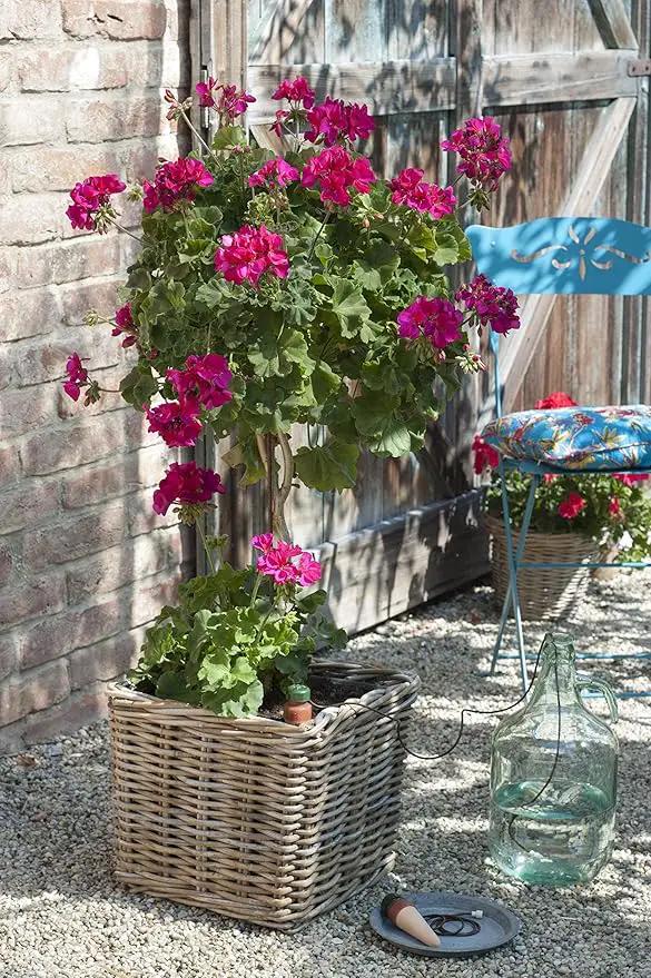 Blumat Plant Watering Devices - Classic XL Self Watering Planter Insert - Automatic Drip Plant Watering Stakes for Pots - Prevents Overwatering and Underwatering for Healthy Growth - 2 Pack by GreenHaven Gardens