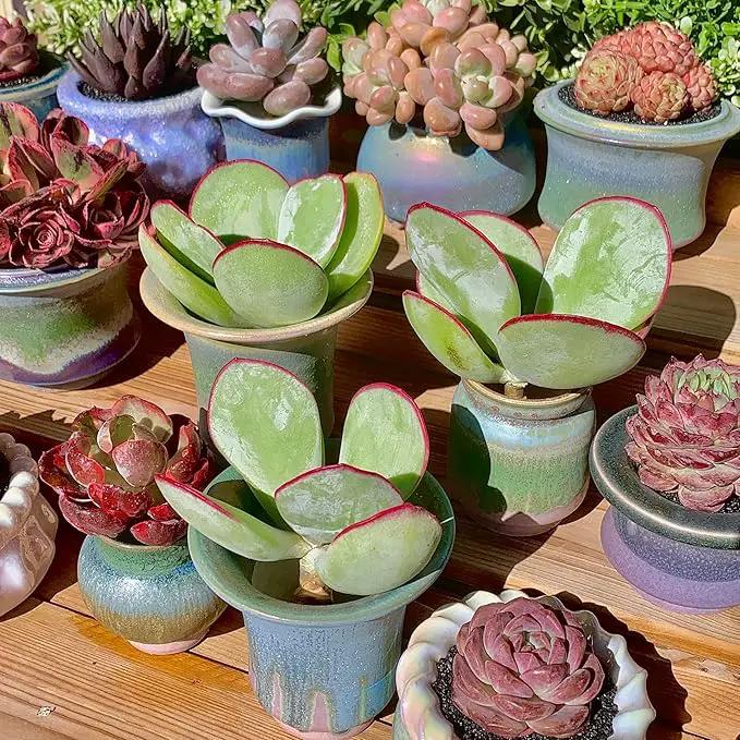 FWPP Live Succulents Plants Echeveria 'White Eyebrow' 3.5 inches,Rare Green Succulents Bare Root Without Pot Soil, Live Plants Indoor Office Decoration Wedding and Gift by GreenHaven Gardens