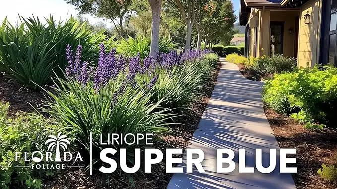 Liriope Super Blue | 5 Live 4 Inch Plants | Liriope muscari 'Super Blue' | Ornamental Ground Cover Plants | Shade-Tolerant Landscaping Perennial by GreenHaven Gardens