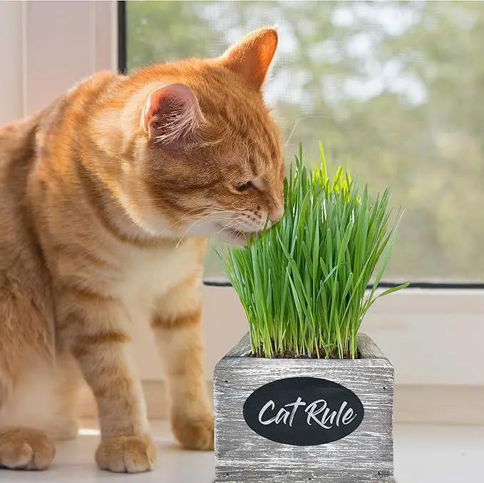 Cat Grass for Indoor Cats Kit – Best Value Organic Seed & Soil for 3 Growing Cycles, Natural Hairball Remedy & Cat Gifts (White Wash) by GreenHaven Gardens