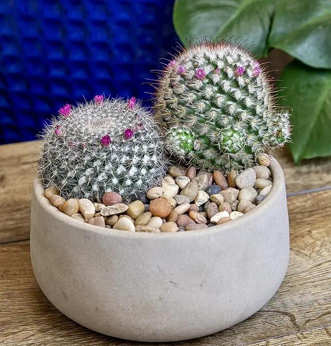 Altman Plants, Assorted Cactus Plants Live Plants (3PK), Cactus Plant Live Succulents Plants Live Cactus Decor, Indoor Plants Live House Plants in Cactus Soil, Live Cacti Plants Live Succulent Plants by GreenHaven Gardens