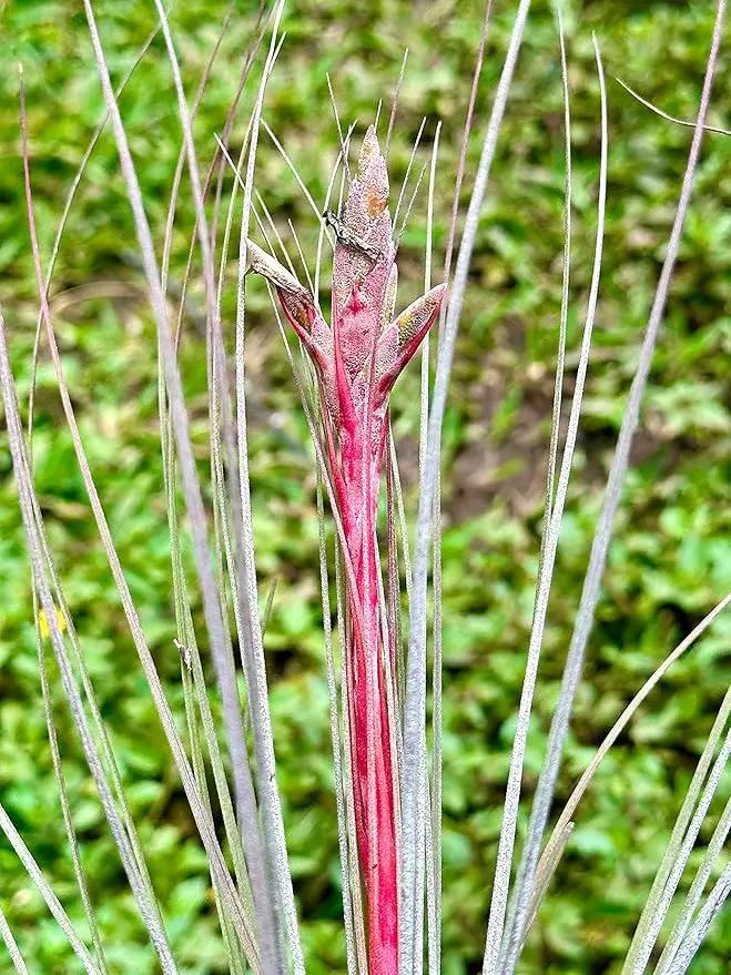Air Plants Bulk - Tillandsia Juncea Wholesale, Jumbo 8-12" - 30ct - Live Arrival Guaranteed - House Plants for Home Decor & Gift by GreenHaven Gardens
