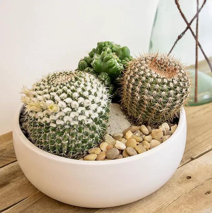 Altman Plants, Assorted Cactus Plants Live Plants (3PK), Cactus Plant Live Succulents Plants Live Cactus Decor, Indoor Plants Live House Plants in Cactus Soil, Live Cacti Plants Live Succulent Plants by GreenHaven Gardens