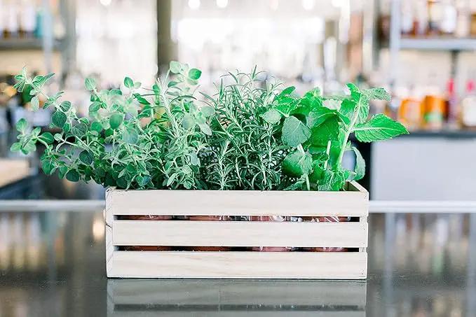 Wood Planter Box with Wine Crate Styled, 12x4 Inch Rectangular, Rose Wood, Plastic Liner, Garden Centerpiece Display, Wedding Flowers Holder, Home and Venue Decor (12x4 Wine Crate Set of 4, Rose Wood) by GreenHaven Gardens