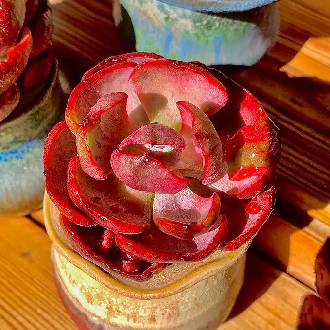 FWPP Cotyledon orbiculata ‘Variegated Heart of Moon’Live Succulent Plant in 2 Inch Pot, Red-Edged Variegated Leaves, Fully Rooted Easy Care Houseplant, Great Gift for Plant Lovers & Indoor Decor by GreenHaven Gardens