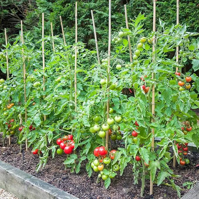 Bamboo Stakes,3FT Natural Bamboo Garden Stakes,BOVITRO 25Pcs Bamboo Plant Stakes,Bamboo Sticks for Tomato,Beans,Vegetable and Climbing Plants by GreenHaven Gardens