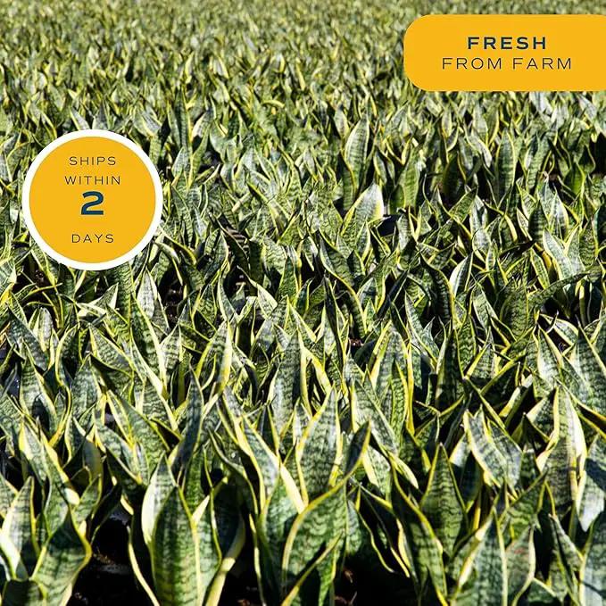 Costa Farms Live Snake Plant, Sansevieria, Easy Care House Plant in Modern Decor Pot, Houseplant in Potting Soil Mix, Succulent Plant Gift for Housewarming, Office and Home Decor, 2-3 Feet Tall by GreenHaven Gardens