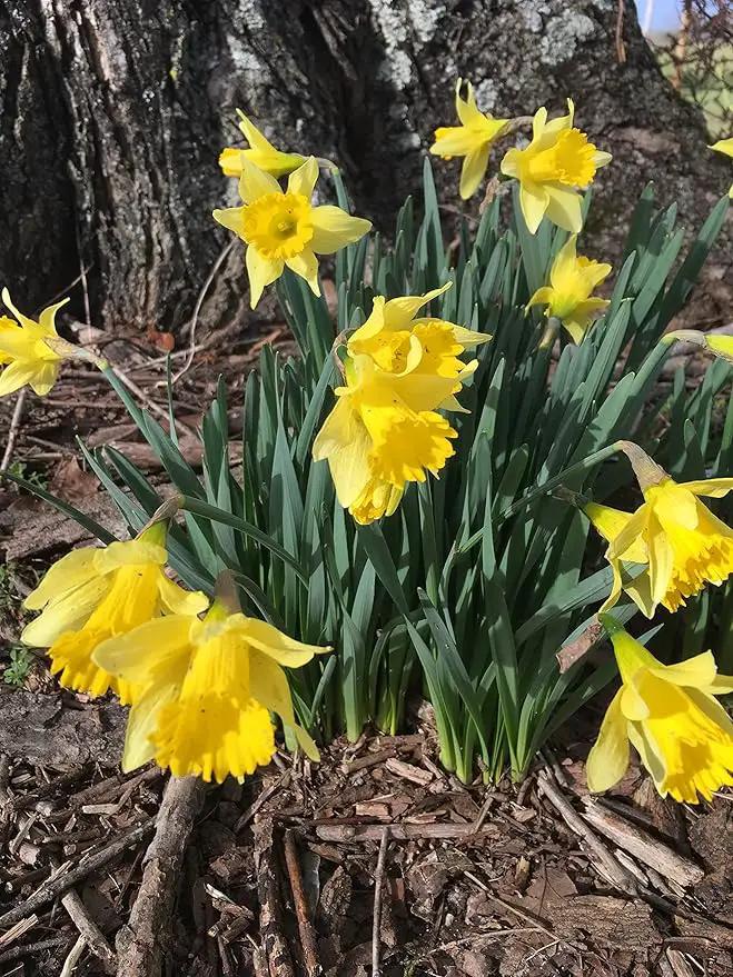 Dutch Master Daffodils (25 Bulbs) - Yellow Daffodil Narcissus Bulbs by GreenHaven Gardens