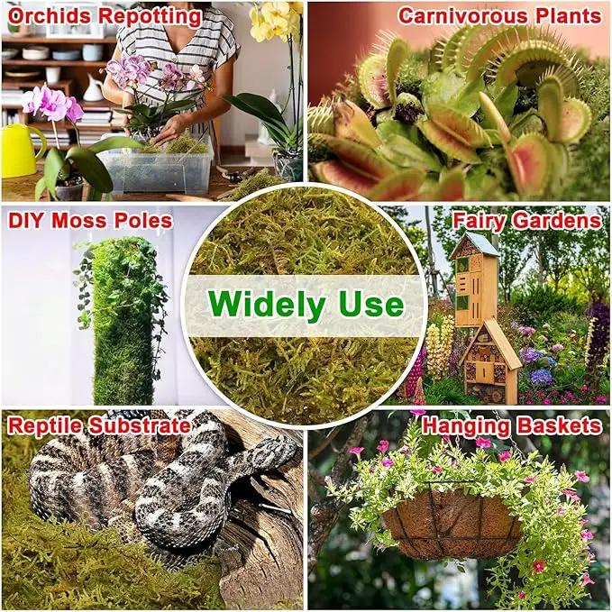 Halatool 2.2LB Forest Moss for Plants Indoor, 50QT Orchid Moss for Potting Mix, Natural Dried Sphagnum Moss Bulk for Moss Pole Succulents Garden Flowers Reptiles by GreenHaven Gardens