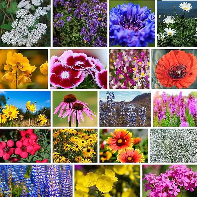 Northeastern Wildflower Seeds Bulk – 1/4 lb, 160,000+ Seeds – Native Northeast Wildflower Mix – Annual & Perennial Flower Seed for Planting – Pollinator-Friendly Garden Mix by GreenHaven Gardens