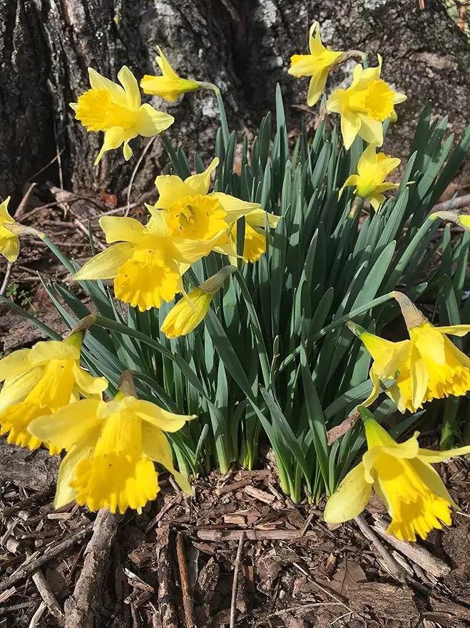 Dutch Master Daffodils (25 Bulbs) - Yellow Daffodil Narcissus Bulbs by GreenHaven Gardens