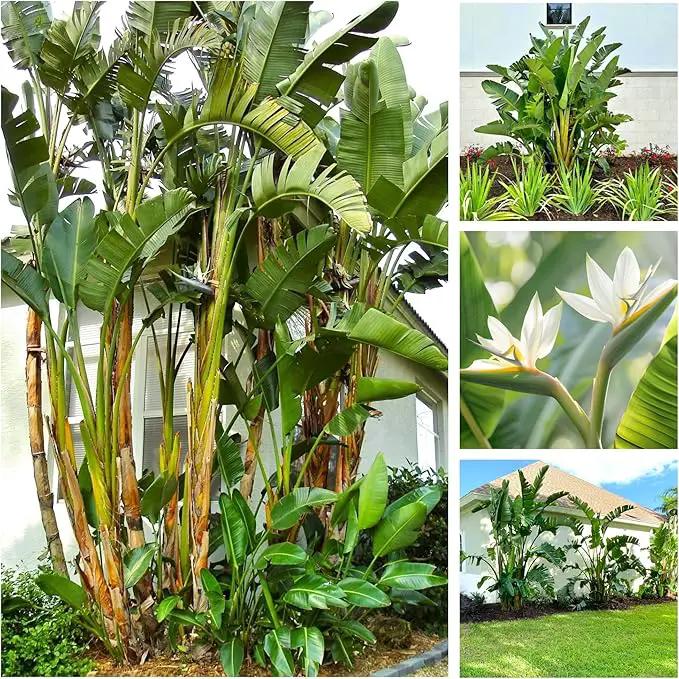 Bird of Paradise - White - Strelitzia Nicholai. (2 White BoP in Cup) by GreenHaven Gardens
