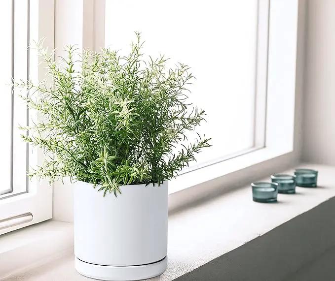 D'vine Dev Set of 2 Plants Pots, 8 Inch Ceramic Planter Pot for Plants with Drainage Hole and Saucer, White, 94-V-D-1 by GreenHaven Gardens