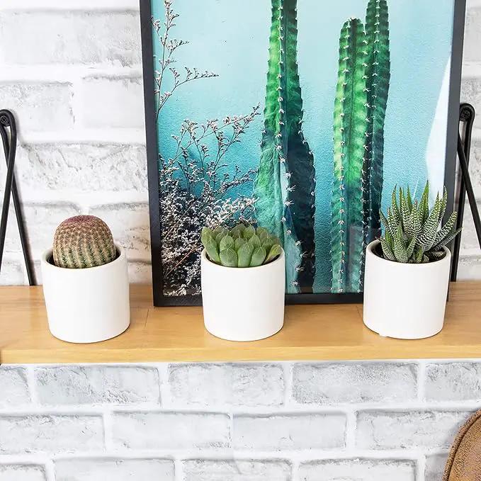 Plants for Pets Live Low Light House Plants in Ceramic Succulent Pots (3 Pack), Gasteria Succulent Plant and Cactus Plants Live with Potting Soil, Haworthia Succulents for Indoor Growing Home Décor by GreenHaven Gardens