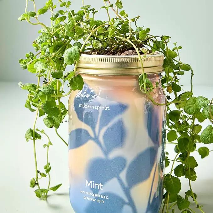 Modern Sprout Mason Garden Jar - Self-Watering Hydroponics Growing System Kit with Organic Herb Seeds - Jar Planter for Indoor Herb Garden - Seed Starter Kit - Home Decor & Gifting - Mint by GreenHaven Gardens