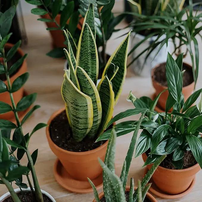 Terracotta Pots 4 inch, Pack of 12 Clay Pots for Plants, Small Terracotta Pots with Drainage Holes and Saucers, Mini Nursery Plant Pots for Succulents, Cactus, Indoor,Outdoor by GreenHaven Gardens