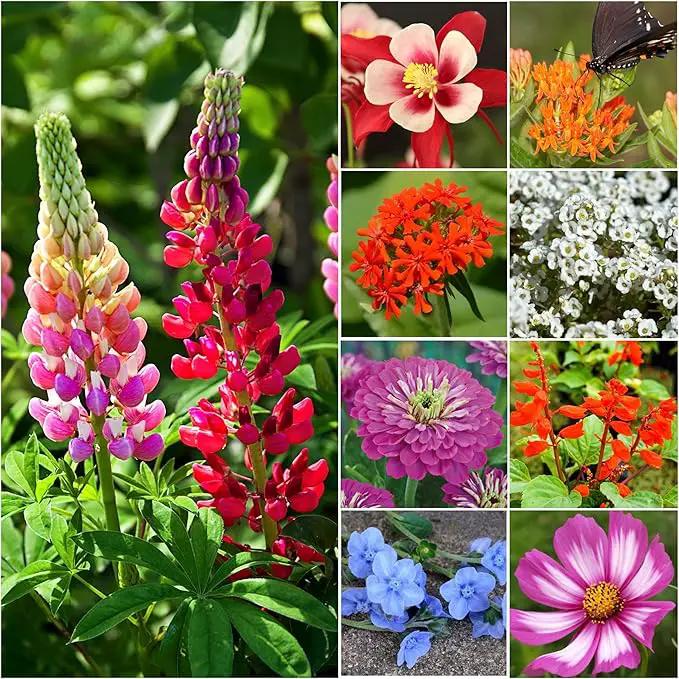 Seed Needs Wildflower Seeds Hummingbird and Butterfly Seed Mix | 5 Packs (1 Ounce Each) No Filler 23 Varieties Garden Seeds Annual & Perennial Species | Pollinator Attracting Flower Seed | Bulk by GreenHaven Gardens