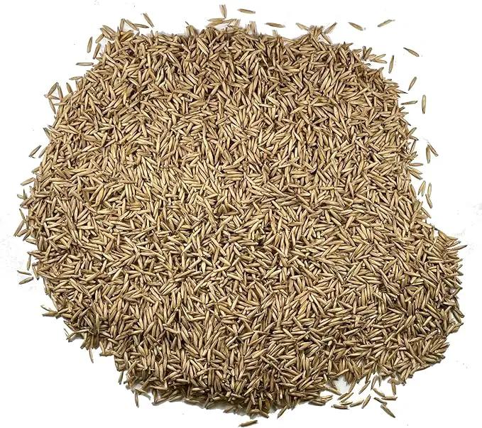 Seed Needs Cat Grass Seeds for Planting 10,000+ Seeds | Arrhenatherum Elatius Easy to Grow Non GMO Untreated | Oat Cat Grass Variety Seeds Great for Indoor Planting | Bulk by GreenHaven Gardens