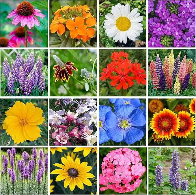 Bulk Wildflower Seed Shaker – Perennial Flower Seeds Mix to Plant Anywhere, by Geva Grow | 20 - Different Type Beautiful Perennial Wildflower Seeds Bulk 900,000+ Seeds, 1 Pound Tub by GreenHaven Gardens