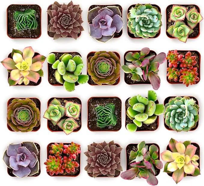 Shop Succulents Colorful Succulent Plant Pack 2" Grow Pot Pack of 32 by GreenHaven Gardens