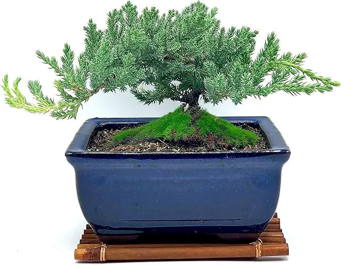 Live Dwarf Juniper Bonsai Tree 7 Year Old with Hand-Made Bamboo Stand | Juniper or Jade Bonsai Tree | Indoor/Outdoor | 100% Handcrafted| Home and Office Décor | Best Gift for Holiday by GreenHaven Gardens