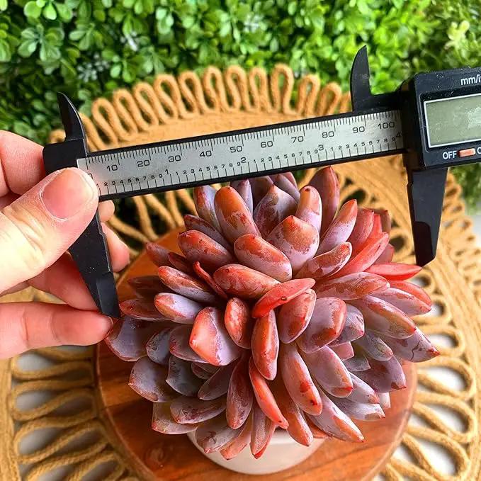 FWPP Succulent Plants Live Echeveria Orange Monroe,3-4 Head 3.5 inches Pink Mini Plants,Bare Root Without Pot Soil Live Plants,Wedding Garden Indoor House Baby Shower Decor Friend Plant Lover Gift by GreenHaven Gardens
