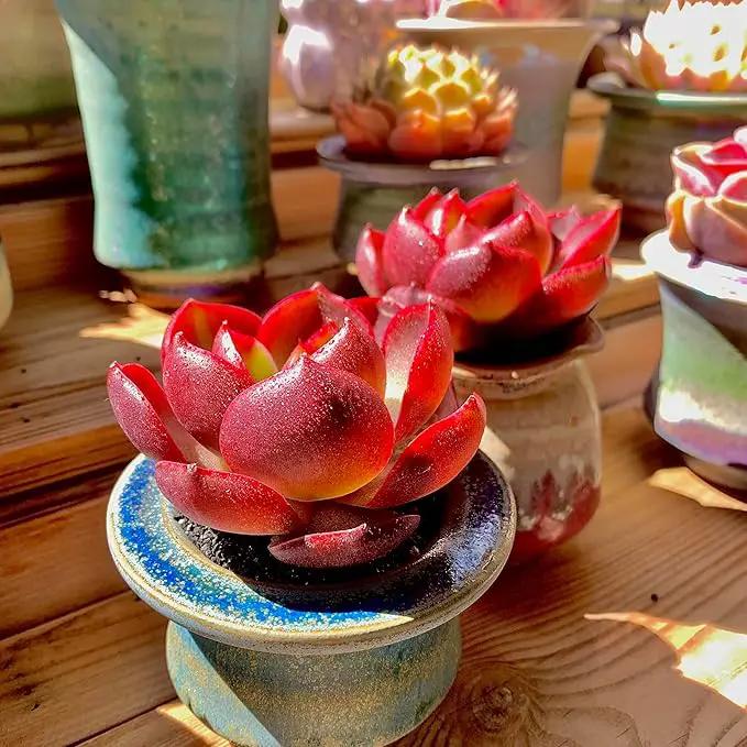 FWPP Live Succulents Plants Echeveria Red Lantern 2.5 inches,Rare red Succulents Bare Root Without Pot Soil, Live Plants Indoor Office Decoration Wedding and Gift by GreenHaven Gardens