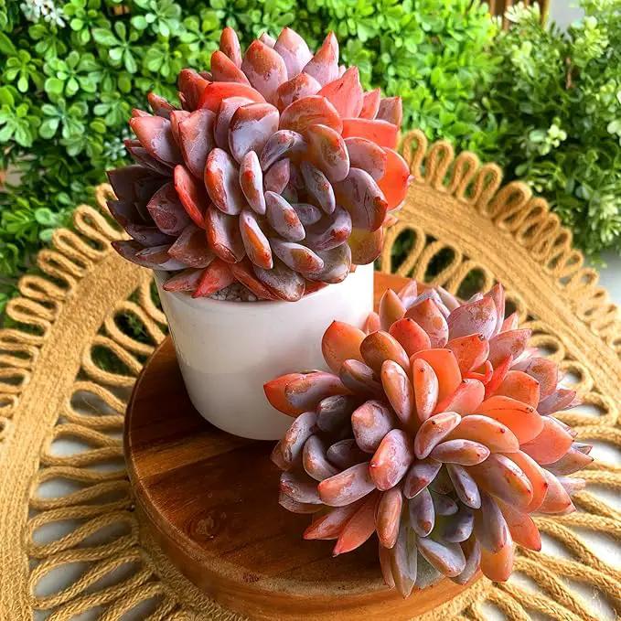 FWPP Succulent Plants Live Echeveria Orange Monroe,3-4 Head 3.5 inches Pink Mini Plants,Bare Root Without Pot Soil Live Plants,Wedding Garden Indoor House Baby Shower Decor Friend Plant Lover Gift by GreenHaven Gardens