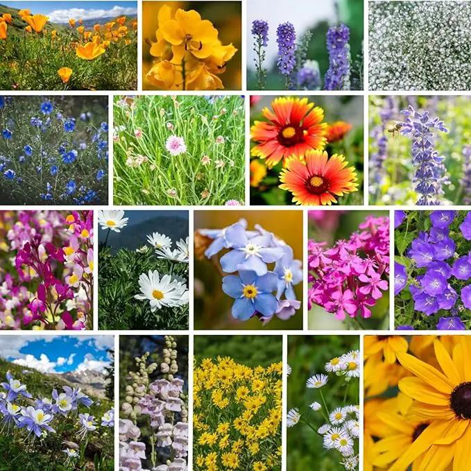 Rocky Mountain Wildflower Seeds Mix - 5 Lb Seed Pouch - 22 Wild Flower Seed Varieties - Annuals, Perennials and Bi-Annuals - Flower Garden by GreenHaven Gardens
