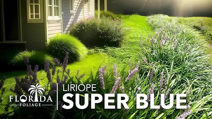 Liriope Super Blue | 10 Live Plants | Liriope muscari 'Super Blue' | Ornamental Ground Cover Plants | Shade-Tolerant Landscaping Perennial by GreenHaven Gardens