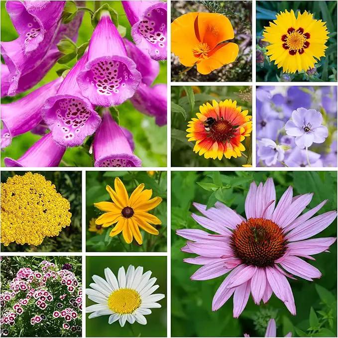 All Annual Wildflower Seeds Mix – 1 lb, 16,000+ Seeds – 21 Flower Varieties Including Poppy, Indian Blanket, Flax – Attracts Pollinators – Bulk Wildflower Seed for Planting by GreenHaven Gardens