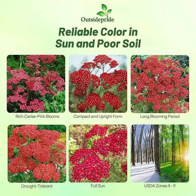 Outsidepride Cerise Queen Yarrow Seeds – 10000 Pcs. Perennial, Versatile, Clump-Forming, & Drought Tolerant Flower Seeds for Planting Fragrant & Vibrant Blooms, Ideal for Pollinator Gardens by GreenHaven Gardens