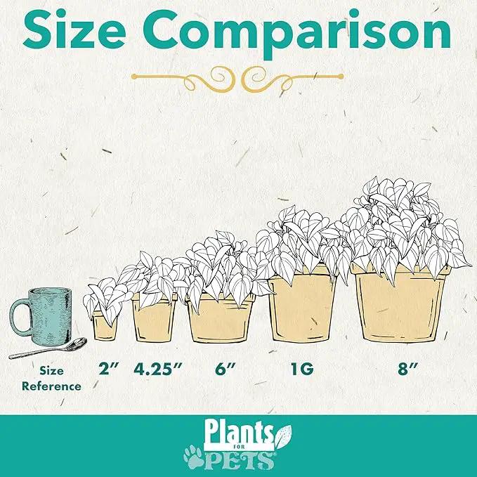 Essential Houseplant Collection (4PK) Live Plants Indoor Plants Live Houseplants in Plant Pots, Easy House Plants Indoors Live, Snake Plant, Pothos in Potting Soil, Clean Air Plants by Plants for Pets by GreenHaven Gardens