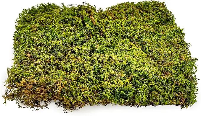 Preserved Sheet Moss in Natural Green | Decorative Real Natural Green DIY Kit Terrariums Gardenning Art Wall Decor Florist Decor Easter Table Decor Wedding - 4 Quart by GreenHaven Gardens
