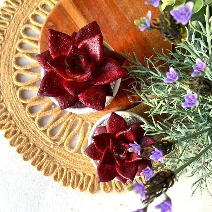 FWPP Live Succulents Plants Echeveria Agavoides v Romeo Rubin 3 inches,Rare red Succulents Bare Root Without Pot Soil, Live Plants Indoor Office Decoration Wedding and Gift by GreenHaven Gardens