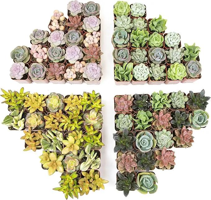 Altman Plants, Live Succulents Plants (50 Pack), Nursery Pots Variety Pack, Bulk Succulents Plants Live Plants Indoor Plants Live House Plants Indoors Live Indoor Plants Live Houseplants Live Indoor by GreenHaven Gardens