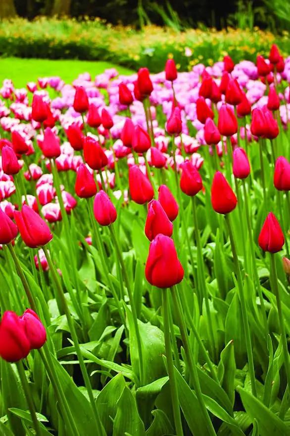 Red Tulips Darwin Hybrids (25 Bulbs) - Red Van Eijk Tulip Bulbs - Perennial Bulbs by Willard & May by GreenHaven Gardens