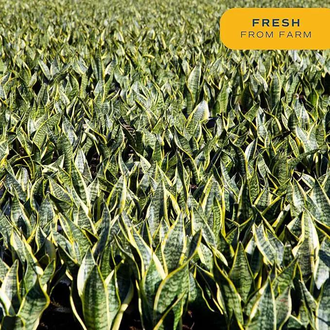 Costa Farms Snake Plant, Live Indoor Sansevieria Plant, Easy to Grow Succulent Houseplant Potted in Indoor Plant Pot, Potting Soil Mix, Home and Room Decor, Fits Shelves, Tabletops, 8-Inches Tall by GreenHaven Gardens
