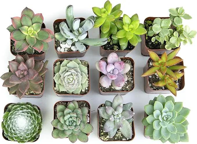Altman Plants, Live Succulents Plants Live Houseplants (12PK), Succulents Live Plants Live House Plants Indoors Live, Live Cactus Plants Live Cacti Succulent Plants Live Indoor Plants Live Houseplants by GreenHaven Gardens